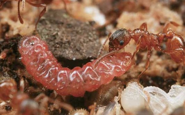 мравка гъсеница