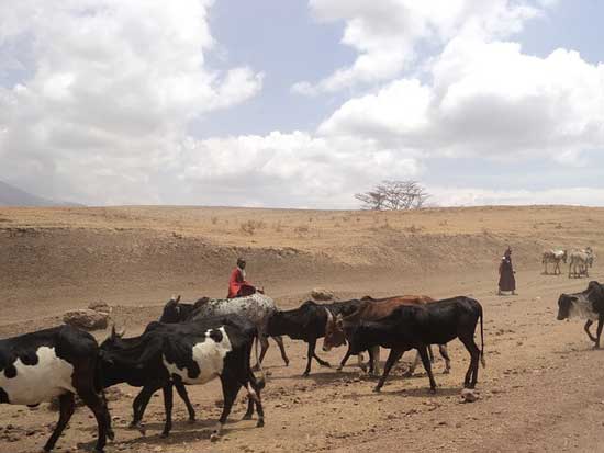 племето масаи