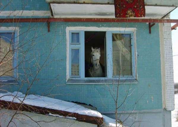 кон в къща