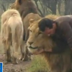 Невероятно! Мъж живее сред 38 лъва!