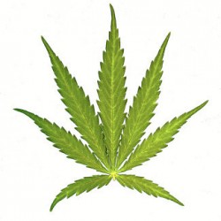 Интересни факти за марихуаната