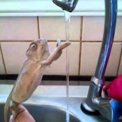 Хамелеон си мие ръцете
