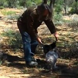 Как да хванеш кенгуру