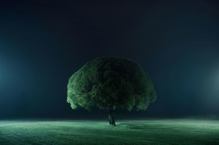 самотно дърво