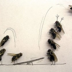 Как да правиш изкуство с  мухи