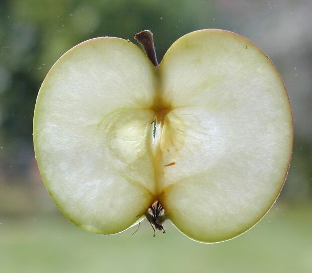 разрязана ябълка