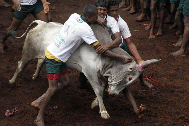 Джаликату е древен индийски спорт по укротяване на бикове който