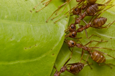 червени мравки