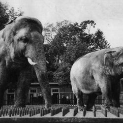 Защо през 1870 г. парижани изяждат два слона от зоопарка?