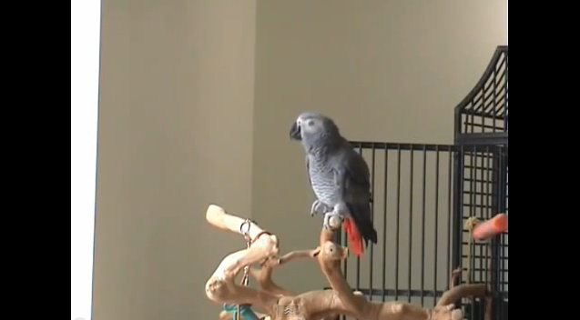 забавен папагал