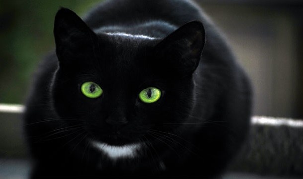 черна котка лош късмет