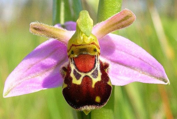 Орхидея “Смееща се пчела”
