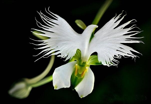 Орхидея „Голяма бяла чапла“