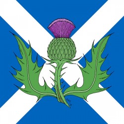 Защо магарешкият бодил е символ на Шотландия?