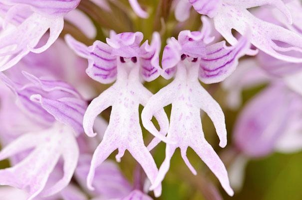 красиви орхидеи