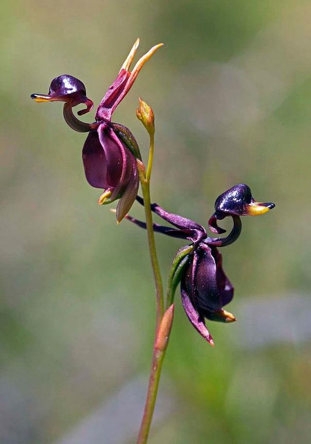 орхидея летяща патица
