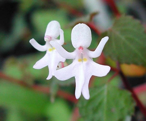 орхидея танцуваща дама