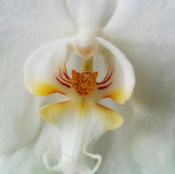 орхидея тигър