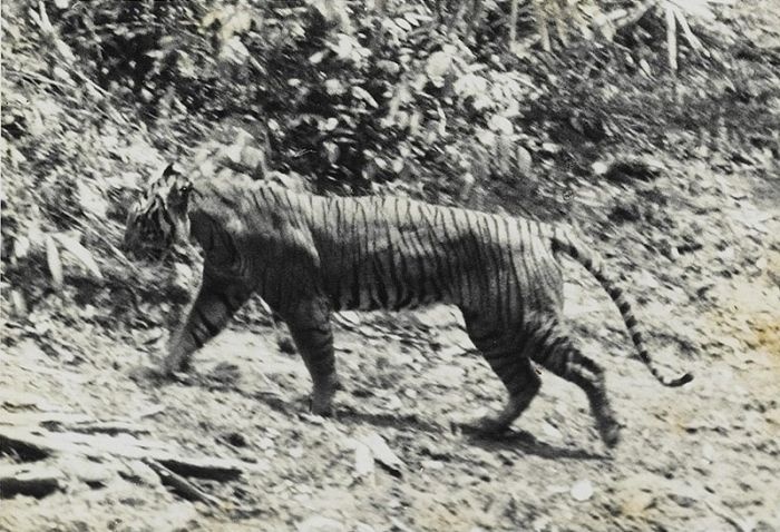 явански тигър