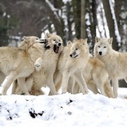 Важността на вълците за екосистемата