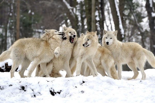 Когато през 1995 г четиринайсет вълци били пуснати на свобода
