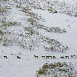 Глутница вълци, подредена сякаш от Моуриньо