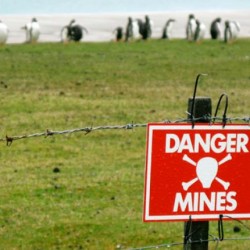 Войната спасила пингвините на Фолклендските острови