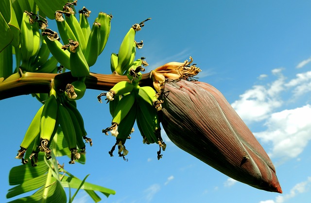 бананово дърво