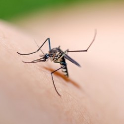 Защо комарите толкова ни харесват?