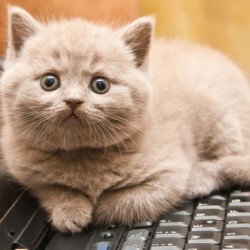 Защо котките обичат клавиатурата?