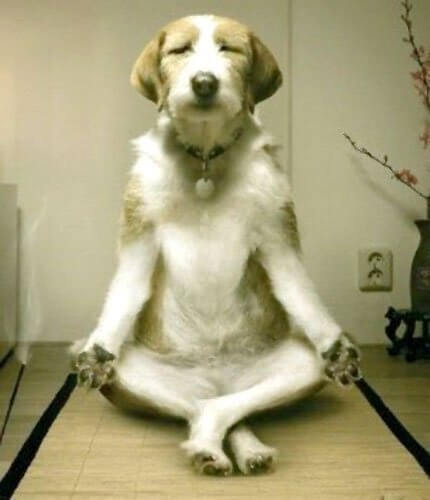 куче йога