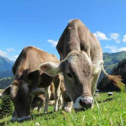 Интересни факти за кравите