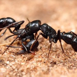 Мравките – едни удивителни същества