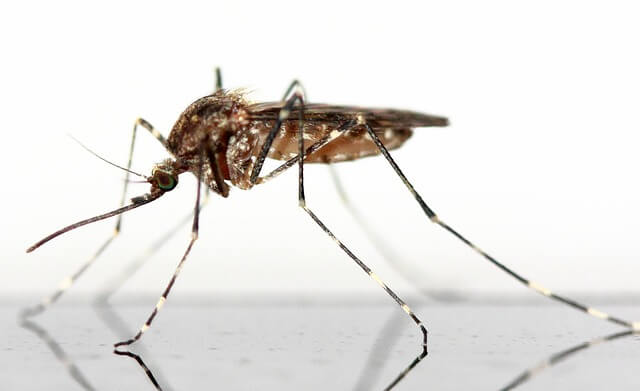 Ако още не знаете узнайте – не хапят всички комари