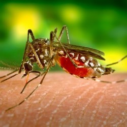 Защо не трябва да унищожаваме комарите?