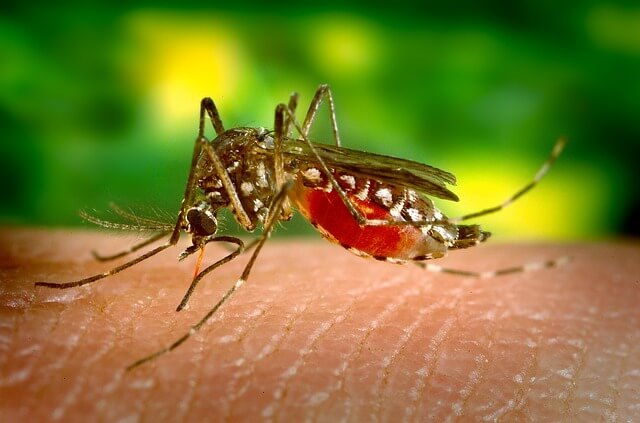 Комарите неслучайно се считат за едни от най опасните същества на