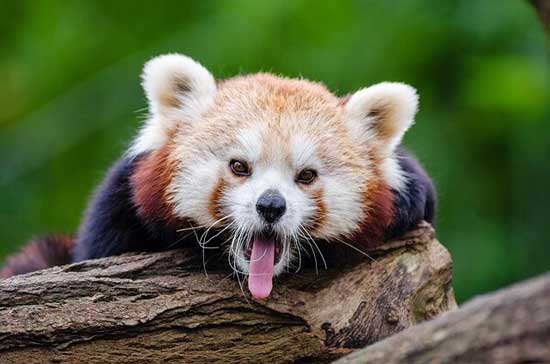 червена панда