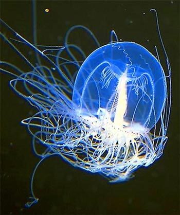 безсмъртна медуза