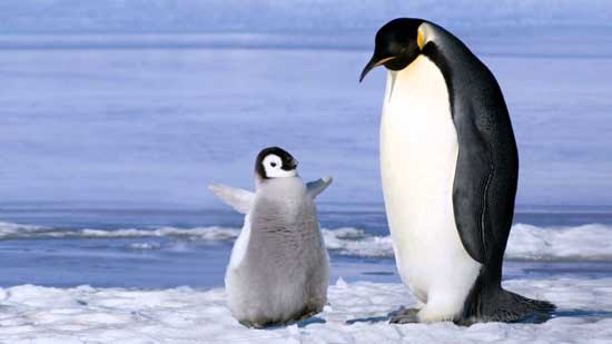 Пингвинът е уникално същество Освен че е единствената птица на