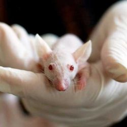 Защо експериментите се правят върху плъхове и мишки?