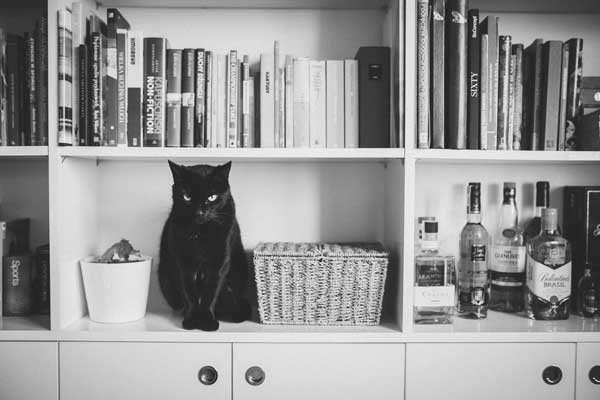черна-котка-върху-етажерка