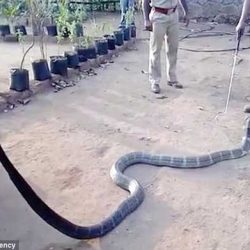 Как отчаяна кобра потърсила помощ от хората