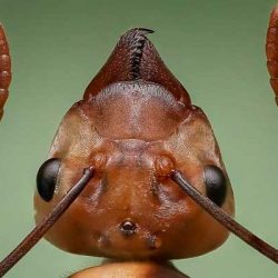 10 факта за мравките
