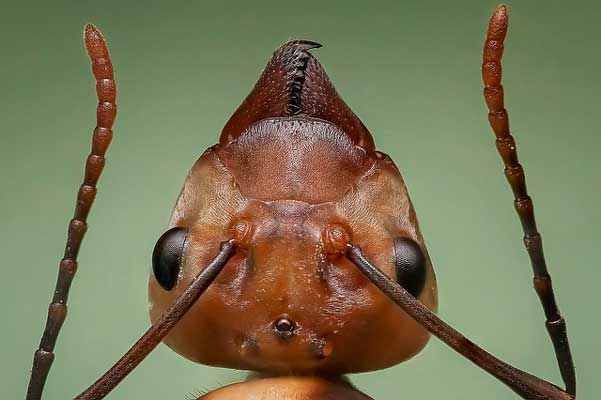 глава-на-мравка
