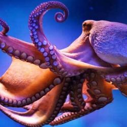 Защо октоподите имат синя кръв?