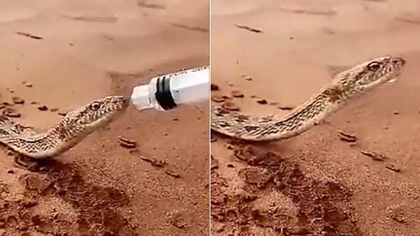 В пустинята Руб ал Хали добросърдечни хора срещнали змия изнемогваща от