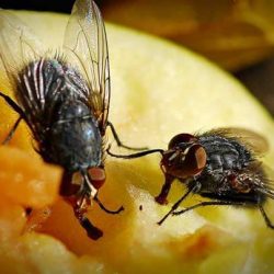Знаете ли какво става всъщност, когато муха кацне върху храната?