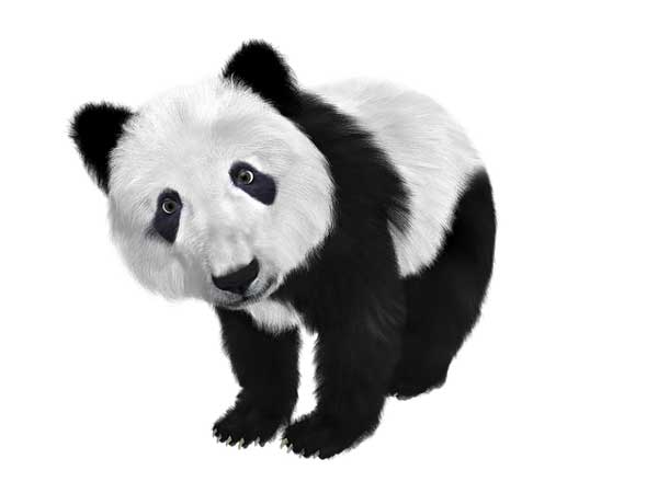 Благодарение на своята запомняща се черно бяла окраска пандите са може