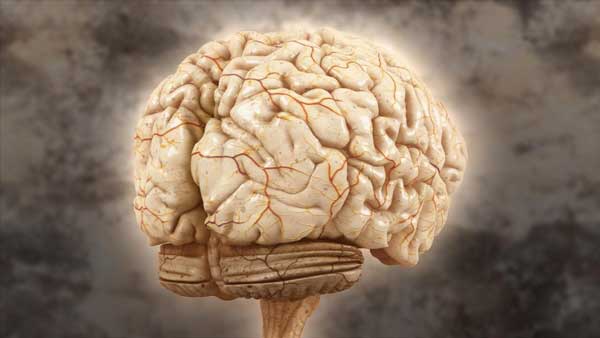 човешкият-мозък