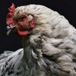 Пилешкото месо станало популярно заради средновековни забрани